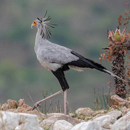 Valley Lodge - Babanango Game Reserve ダンディー エクステリア 写真