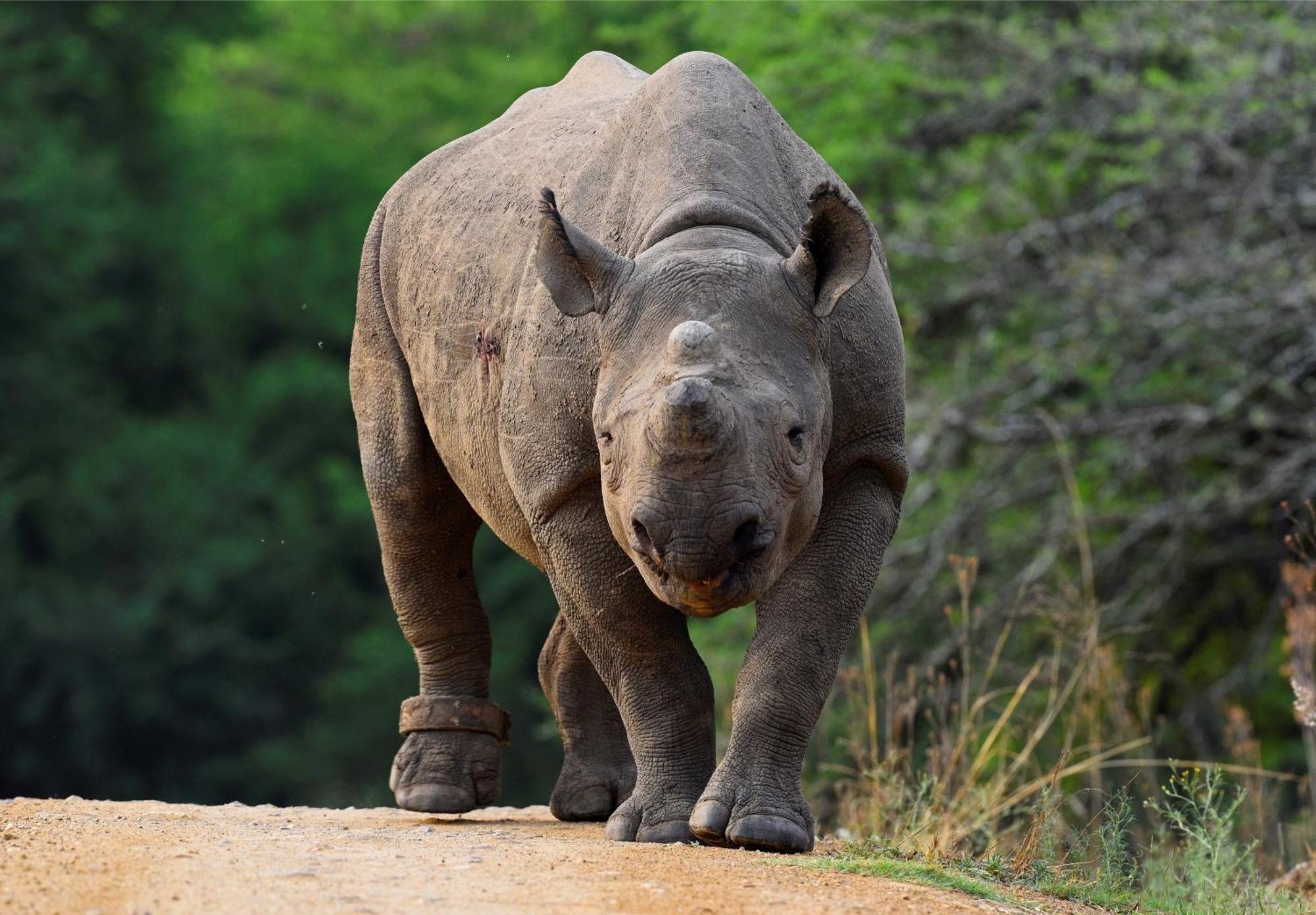 Valley Lodge - Babanango Game Reserve ダンディー エクステリア 写真