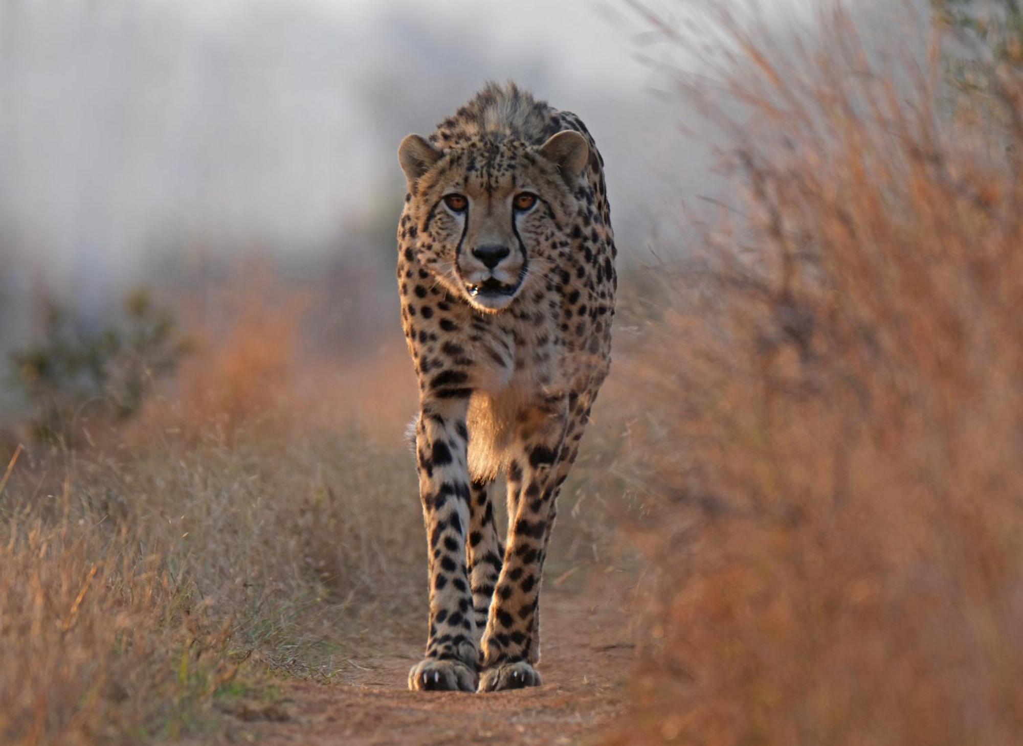 Valley Lodge - Babanango Game Reserve ダンディー エクステリア 写真