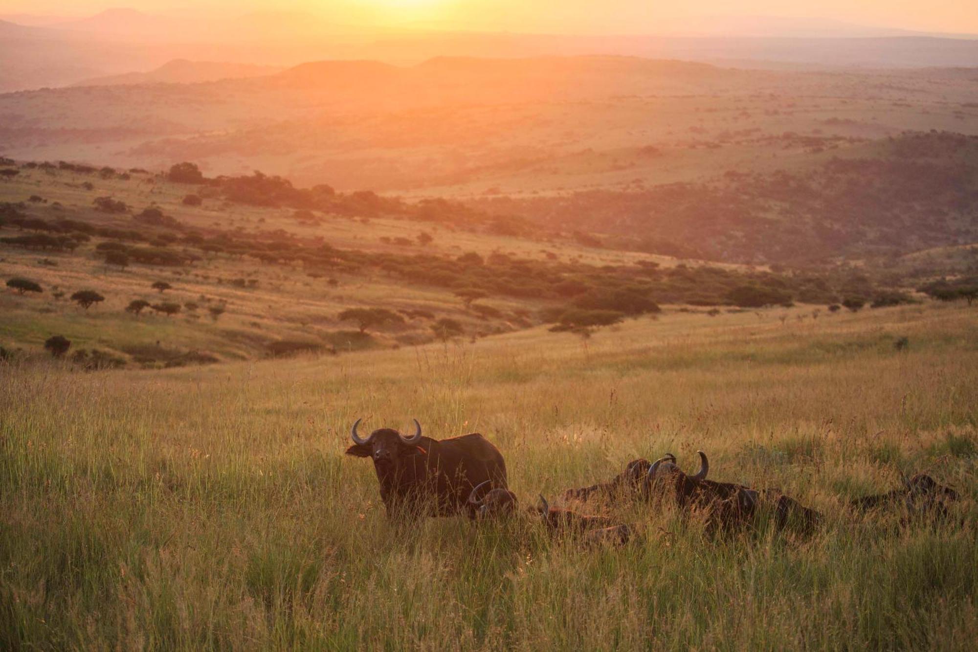 Valley Lodge - Babanango Game Reserve ダンディー エクステリア 写真