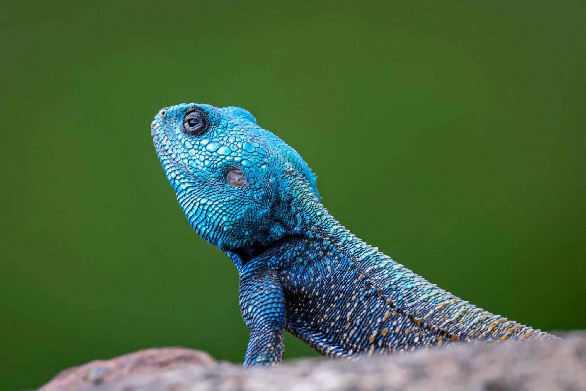 Valley Lodge - Babanango Game Reserve ダンディー エクステリア 写真