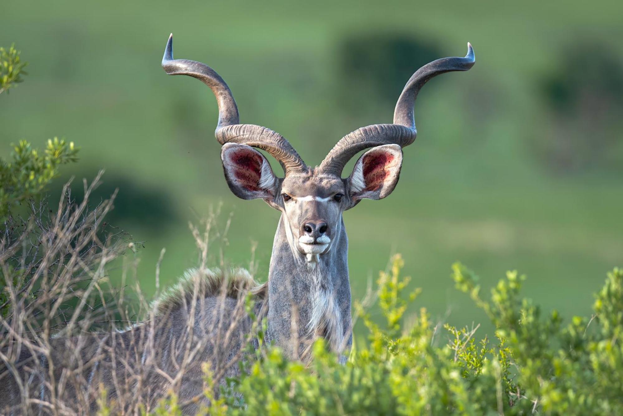 Valley Lodge - Babanango Game Reserve ダンディー エクステリア 写真