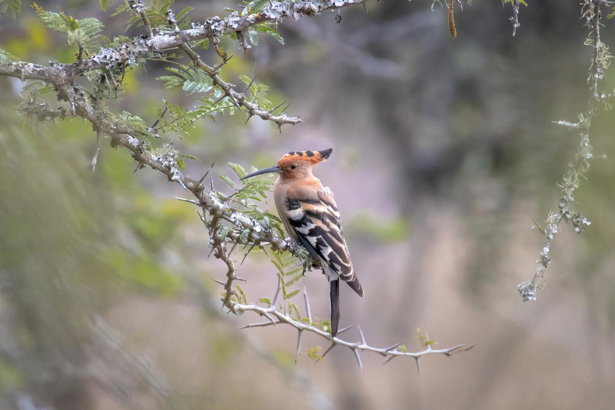 Valley Lodge - Babanango Game Reserve ダンディー エクステリア 写真