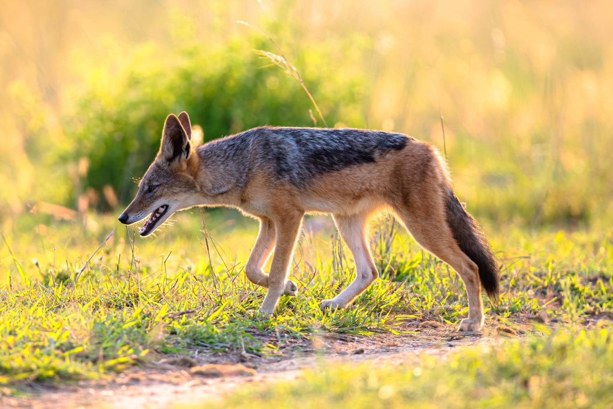 Valley Lodge - Babanango Game Reserve ダンディー エクステリア 写真