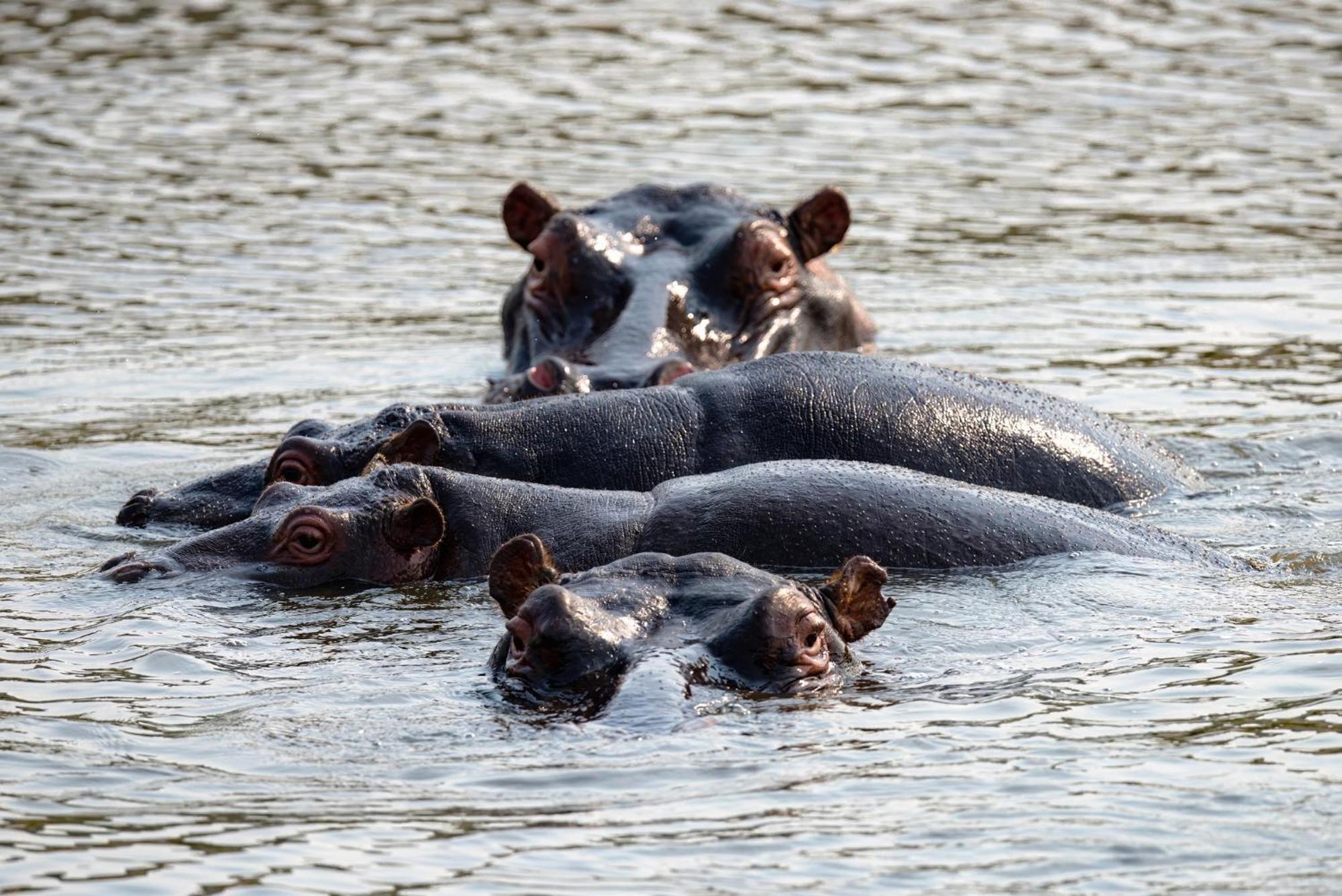 Valley Lodge - Babanango Game Reserve ダンディー エクステリア 写真