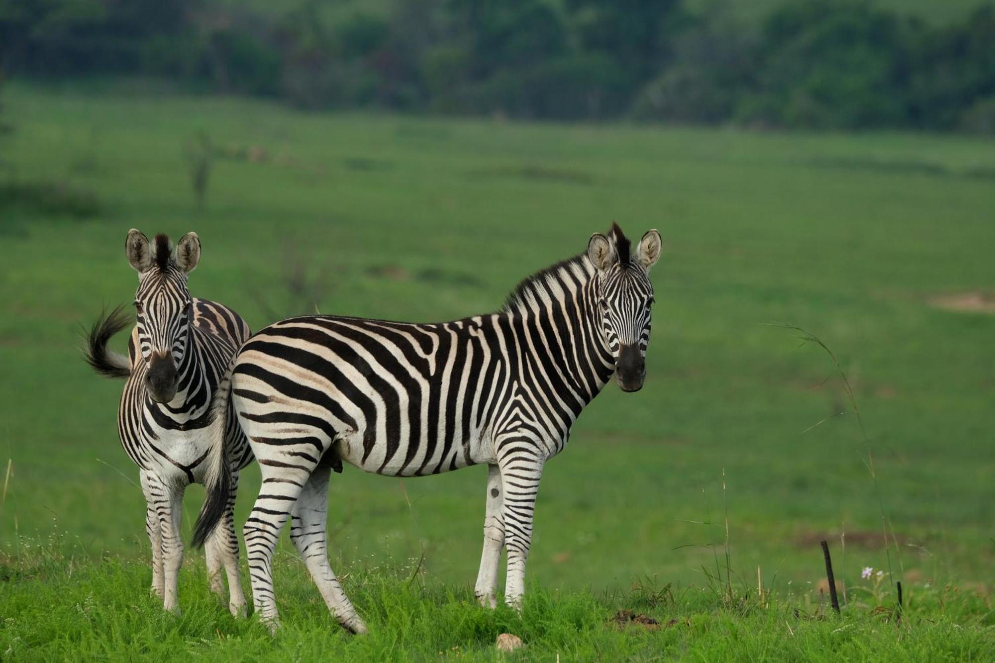 Valley Lodge - Babanango Game Reserve ダンディー エクステリア 写真