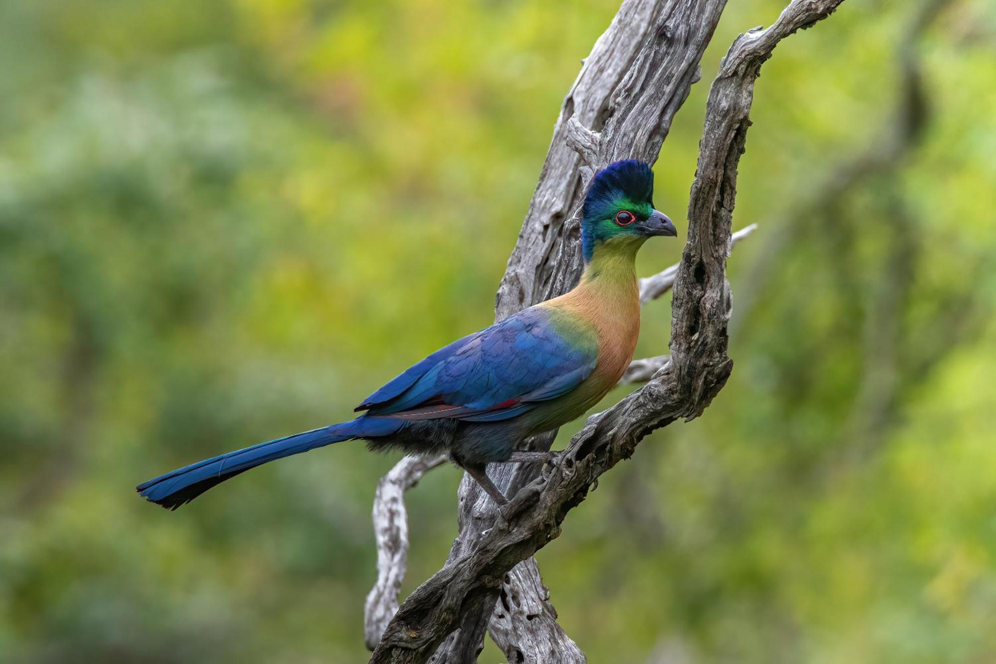 Valley Lodge - Babanango Game Reserve ダンディー エクステリア 写真